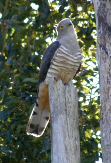 Crested Bazza
